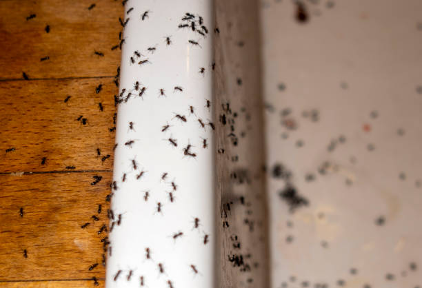 Best Wasp Removal Services  in Cadiz, OH